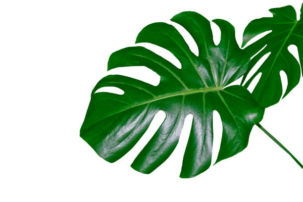 istock green leaf of a tropical flower monstera 1157176883