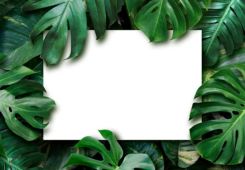Tropical leaves and blank white paper background