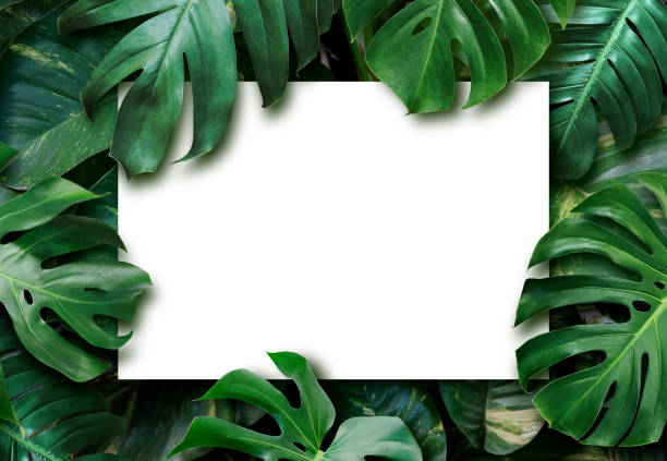 liście tropikalne i puste tło białego papieru - white green colors paper zdjęcia i obrazy z banku zdjęć