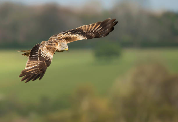 Close up of a Red kite in flight Close up of a Red kite in flight, Chilterns, Oxfordshire, UK. red hawk stock pictures, royalty-free photos & images