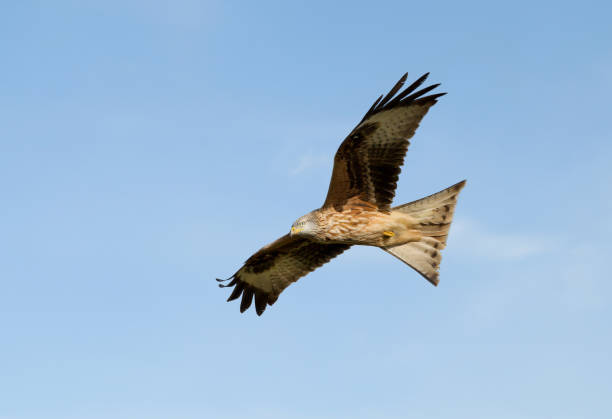 istock Red kite in flight against blue sky 1157178988