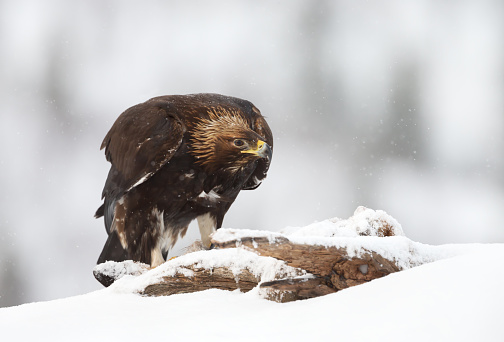 Close up of a Golden Eagle (Aquila chrysaetos) in the falling snow, winter, in Norway.