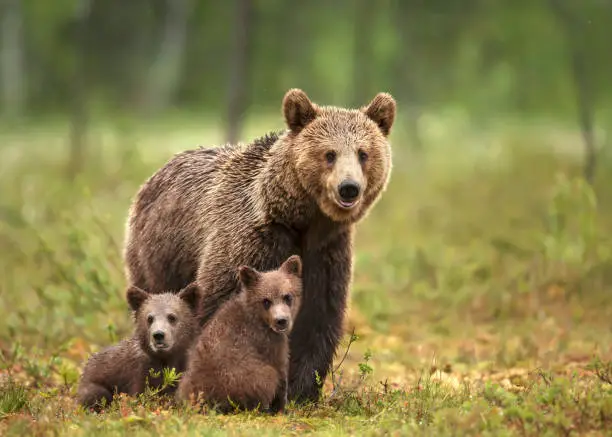 Photo of Female Eurasian brown bear and her cubs in boreal forest