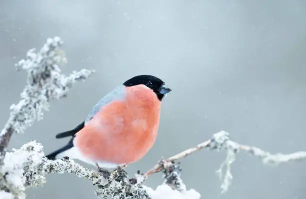 Close up of a male Eurasian bullfinch  (Pyrrhula pyrrhula) perched on a mossy branch in winter, Norway.