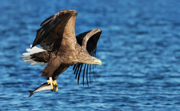 istock Close up of a White-tailed sea Eagle catching a fish 1157179299
