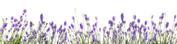 fleur de lavande sur le fond blanc - lavender isolated lavender coloured environment photos et images de collection