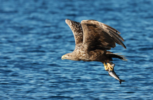 istock White-tailed sea Eagle in flight with a caught fish in claws 1157179407