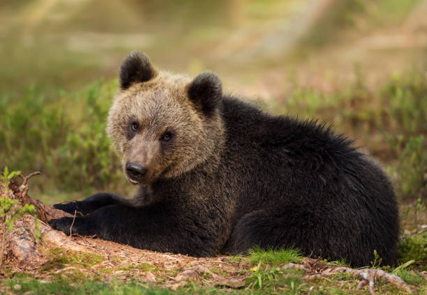 istock Eurasian brown bear cub lying in the forest 1157179432