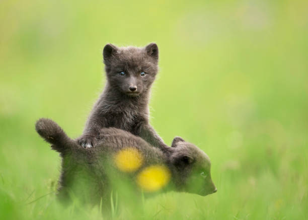 istock Close up of Arctic Fox cubs playing in a meadow 1157179547