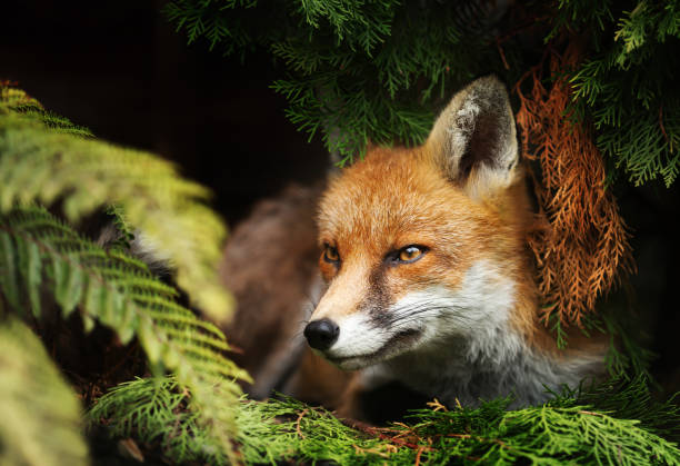 fermez-vous vers le haut d'un renard rouge se trouvant sous un arbre - renard roux photos et images de collection