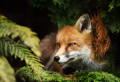 Close up of a Red fox lying under a tree, UK.