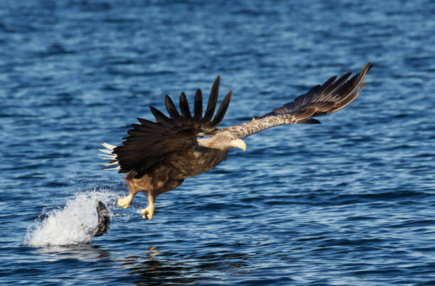 istock Close up of a White-tailed sea Eagle in action 1157179684