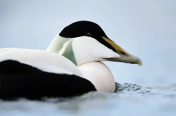 Photo of Close-up of a male common eider