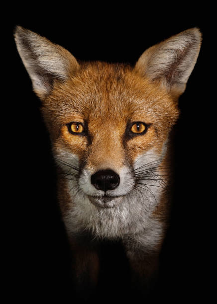 крупным планом красной лисы на черном фоне - animal head flash стоковые фото и изображения