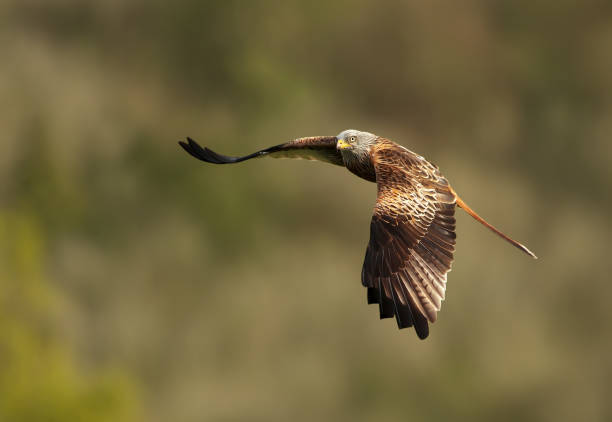 istock Close up of a Red kite in flight 1157180413