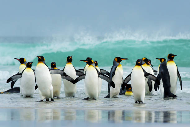 istock Group of King penguins coming ashore from a stormy Atlantic ocean 1157180622