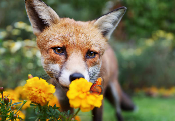Close up of a Red fox looking at butterfly, UK.