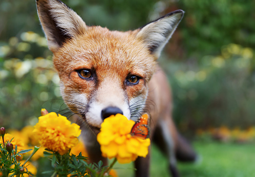 Close up of a Red fox looking at butterfly, UK.