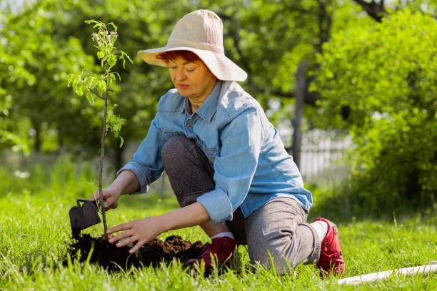 istock Woman wearing summer hat digging ground near just planted tree 1157180807