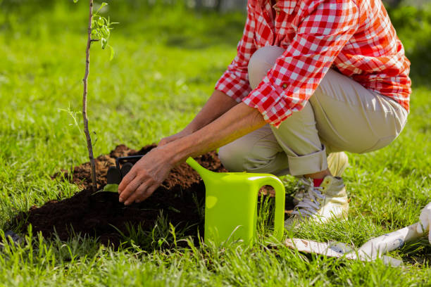 istock Close up of female hands digging ground after watering tree 1157180810