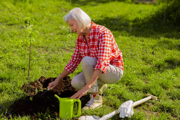 istock Retired woman digging ground after planting tree 1157180828