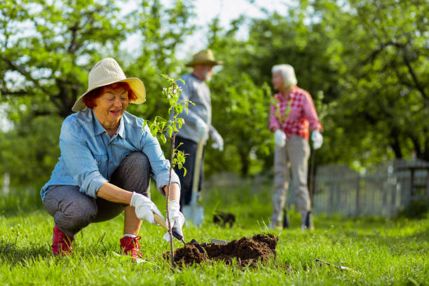 istock Cute retired woman wearing hat digging ground near tree 1157180929