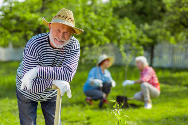 istock Grey-haired beaming man wearing white gloves while planting trees 1157180940
