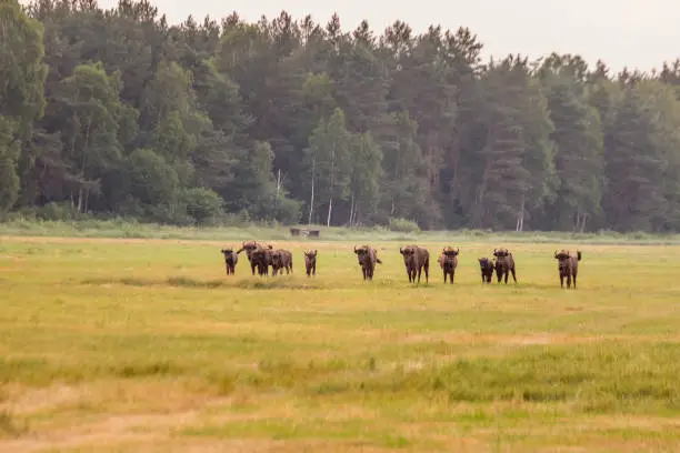 Wild european bisons in the forest at Belovezhskaya Pushcha National Park, Belarus.