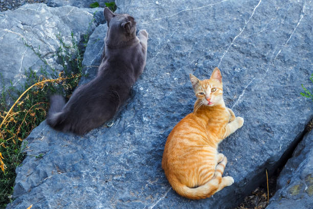 deux chats se trouvant sur la pierre, vue supérieure - domestic cat ginger two animals kitten photos et images de collection