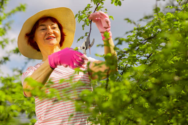 istock Aged woman enjoying summer day and cutting branches 1157182740