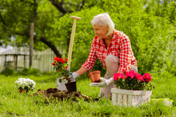 mulher atraente grey-haired que planta flores perto de sua casa - planting clothing gray hair human age - fotografias e filmes do acervo