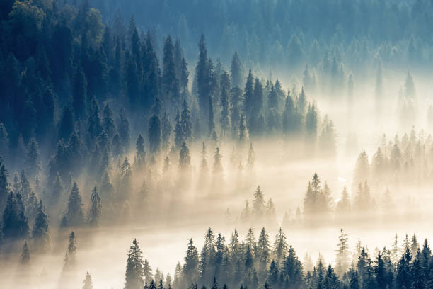 istock thick glowing fog among spruce forest. 1157185206
