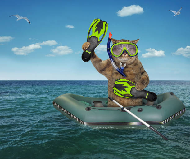 istock Cat diver drifting in a rubber boat 2 1157186631