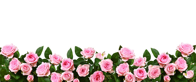 Pink rose flowers in a border arrangement isolated on white background