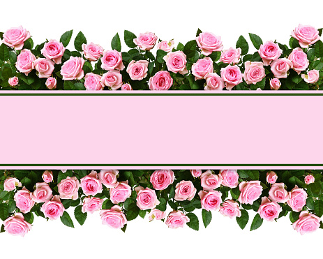 Pink rose flowers in a border arrangements with place for text  isolated on white background