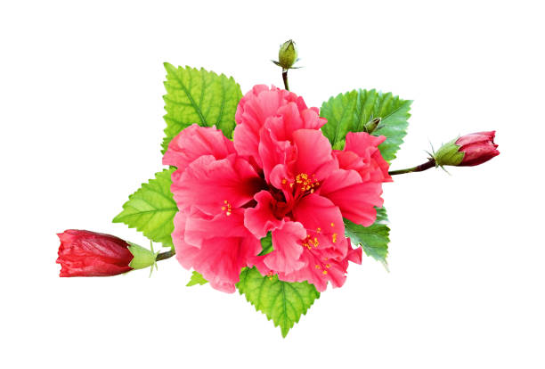 istock Hibiscus flower and buds 1157186870
