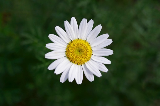 beautiful white daisy flower elevated in green grass
