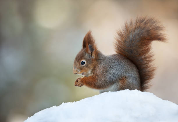 rotes eichhörnchen sitzt im schnee - winter woods frost fragility stock-fotos und bilder