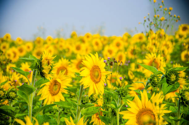 istock nice and warm in summer field with blooming sunflower blossoms. 1157187525