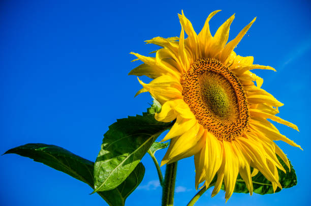 istock nice and warm in summer field with blooming sunflower blossoms. 1157189107