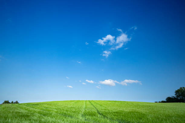 istock Green field under a blue sky in the summer 1157189616