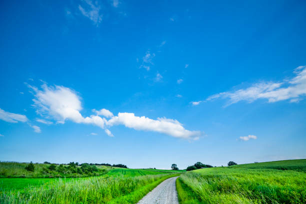 Road between green fields in the summer stock photo