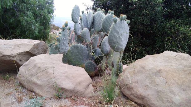 istock Cactus Near the Rocks 1157190302