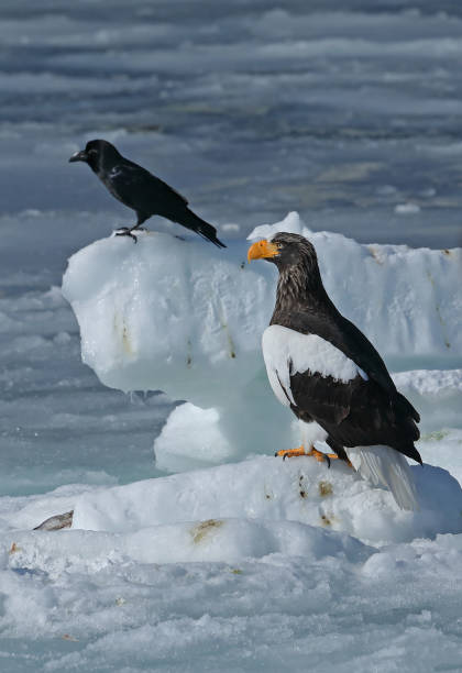 istock Steller's Sea Eagle and Large-billed Crow 1157190362