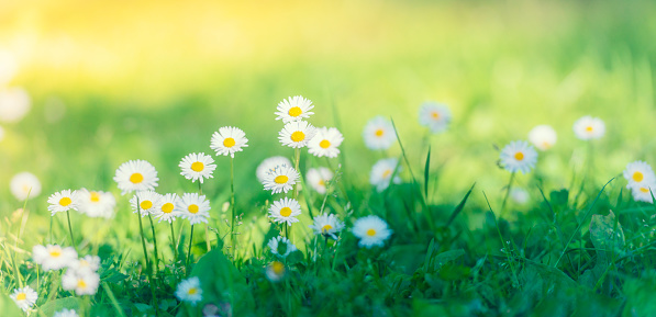 Common Daisy flowerbed on lawn. Bellis perennis