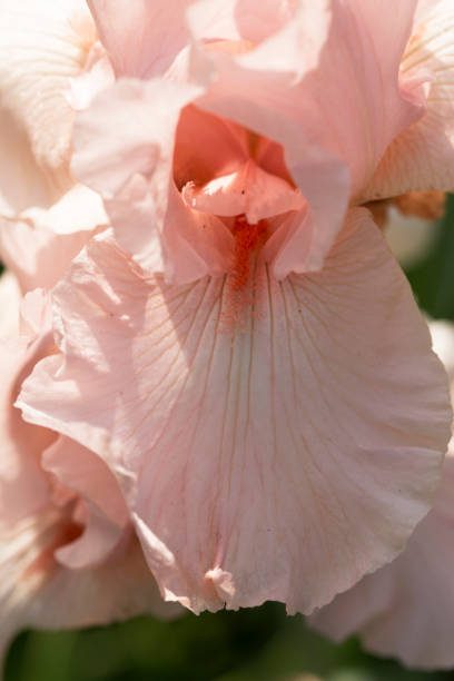 istock Pink iris blossoming in a garden. A beautiful decorative flower 1157193048