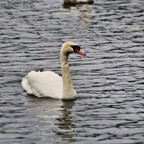 istock A picture of a Mute Swan 1157195497