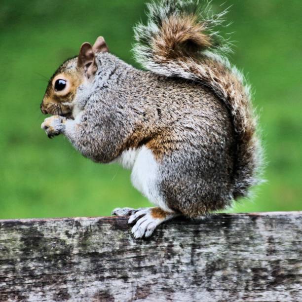 istock A picture of a Grey Squirrel in London 1157195567