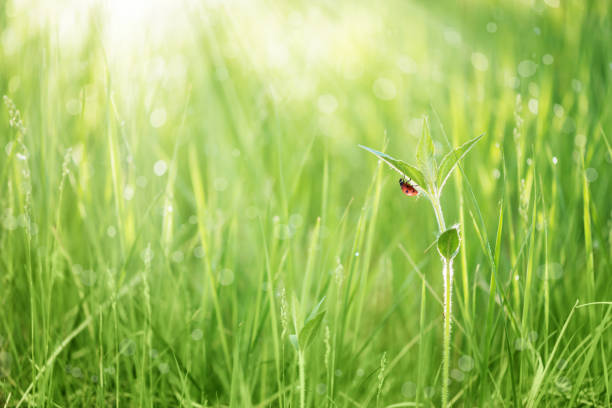 istock Red ladybug on a leaf of green grass 1157195604