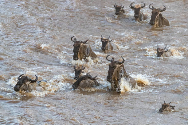 istock Wildebeest crossing the Mara River 1157195685